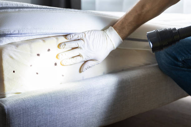 Wasp Removal Services in Fruit Hill, OH