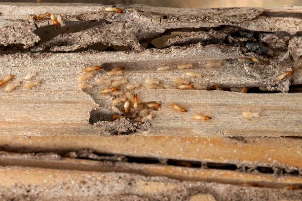 Best Pest Prevention Services  in Fruit Hill, OH